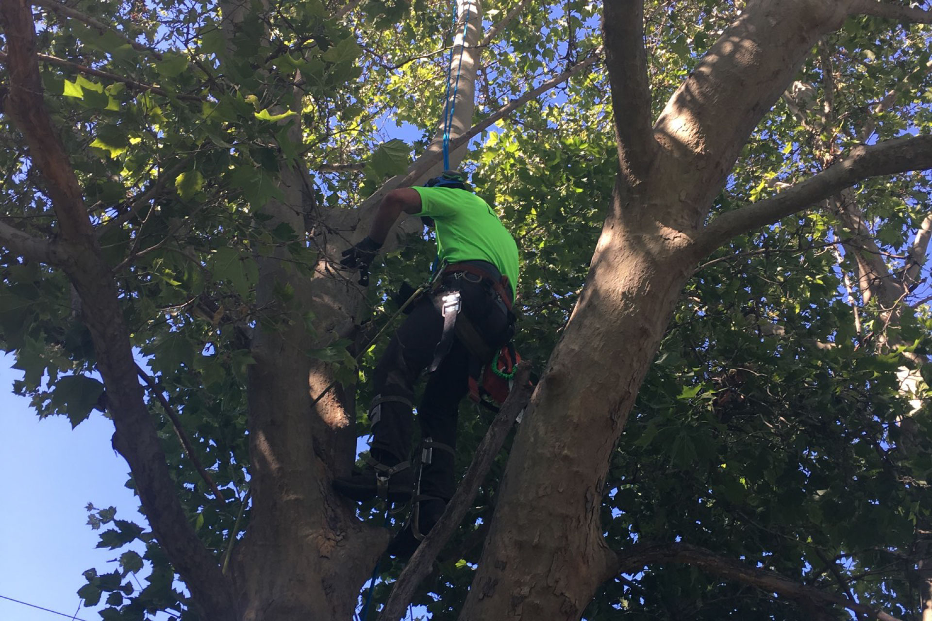 Premier Tree Tree Pruning in Boise