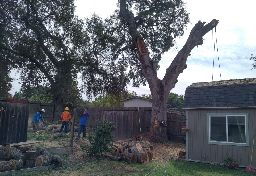 Tree Services